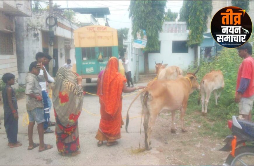 झाबुआ – आवारा मवेशी पड़कने गई नगर पालिका की टीम के साथ झड़प , इधर कुँवा / उधर खाई जाए तो कहा जाए ।